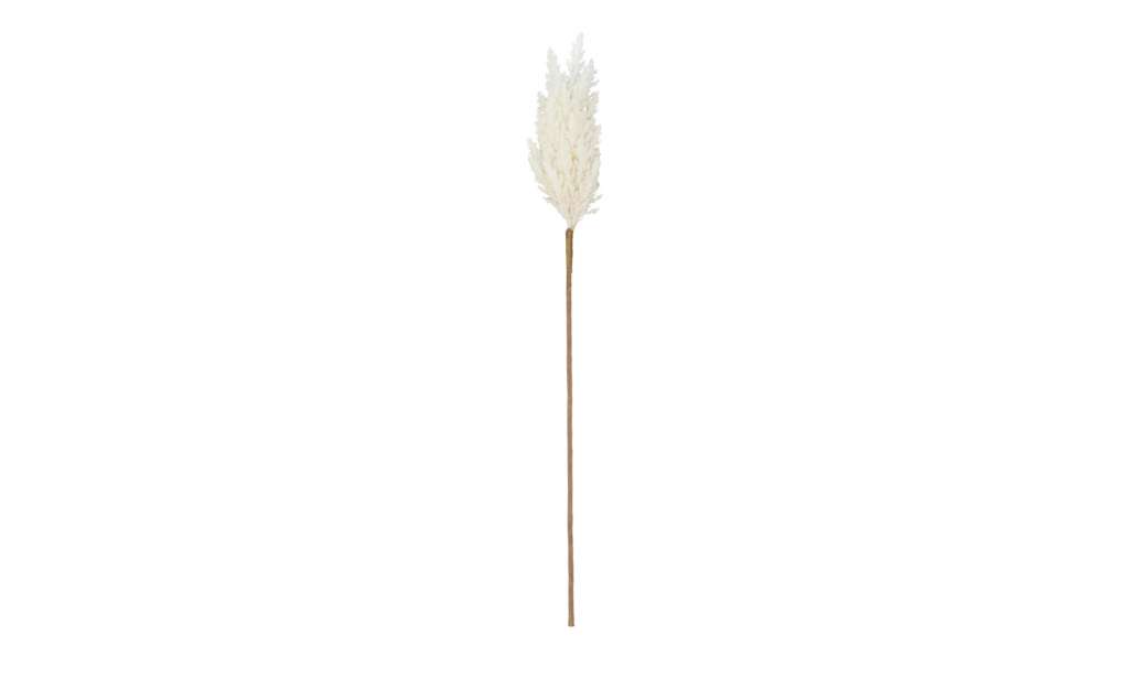 Pampaswedel ¦ creme ¦ Naturprodukte, KunststoffØ: 8 Dekoration > Kunstblumen - Höffner