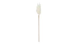 Pampaswedel ¦ creme ¦ Naturprodukte, KunststoffØ: 8 Dekoration > Kunstblumen - Höffner
