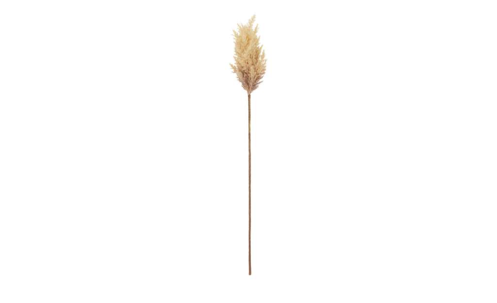 Pampaswedel ¦ braun ¦ Naturprodukte, KunststoffØ: 8 Dekoration > Kunstblumen - Höffner