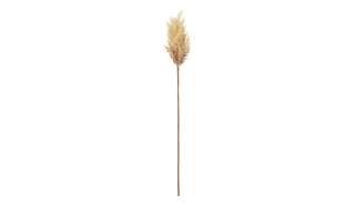 Pampaswedel ¦ braun ¦ Naturprodukte, KunststoffØ: 8 Dekoration > Kunstblumen - Höffner