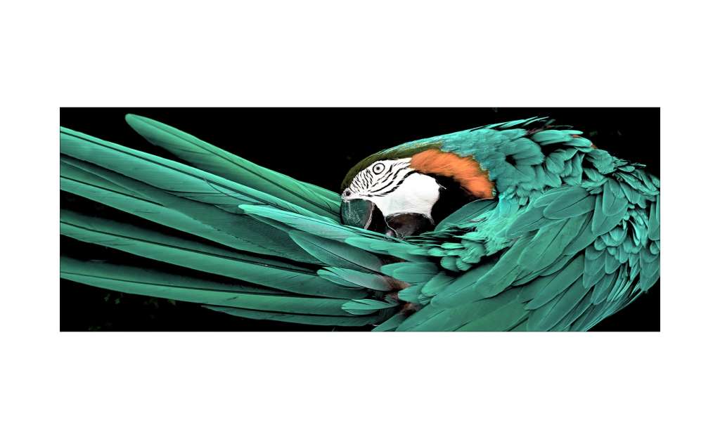 Glasbild  Green Parrot Dekoration > Bilder & Schilder - Höffner