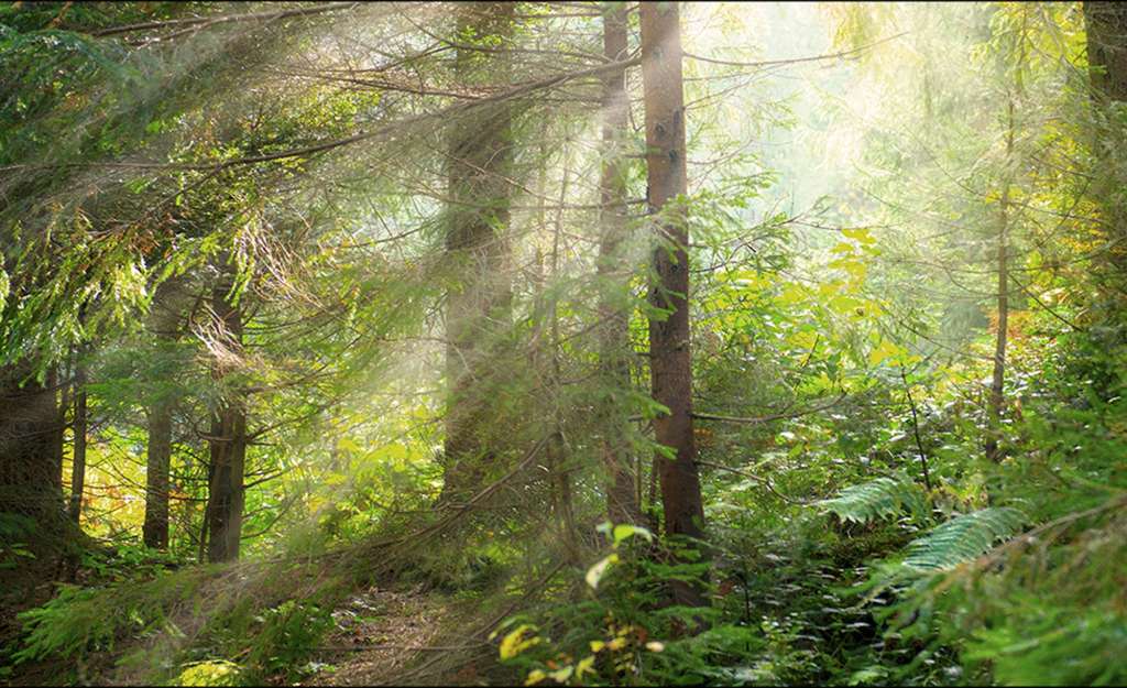 Kunstleinwand  Flooded Sunlight I Dekoration > Bilder & Schilder - Höffner