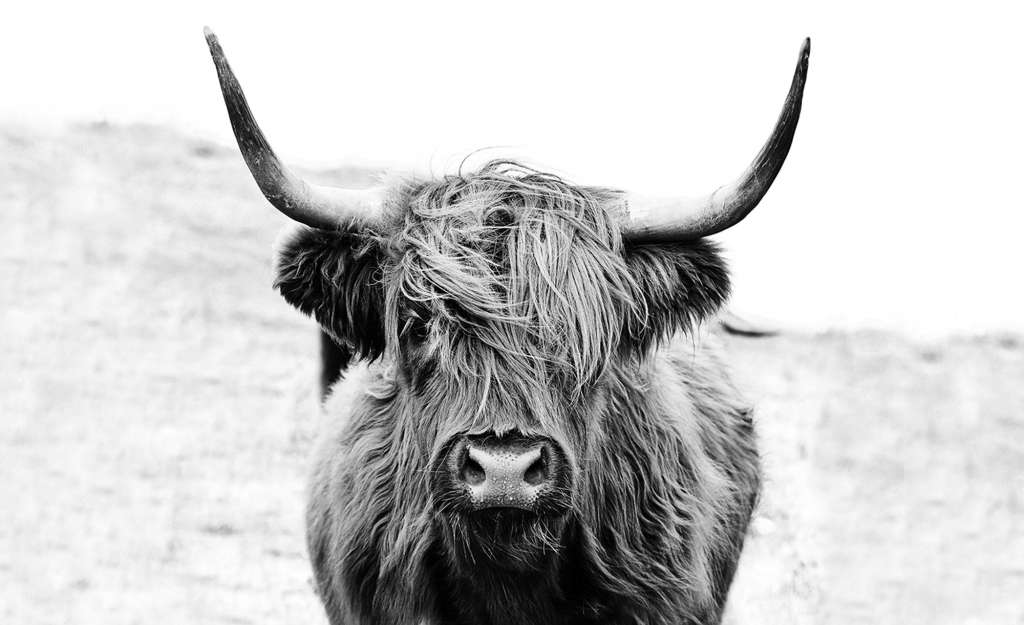 Kunstleinwand 120x90 cm  Scottish Highland Cattle Dekoration > Bilder & Schilder - Höffner