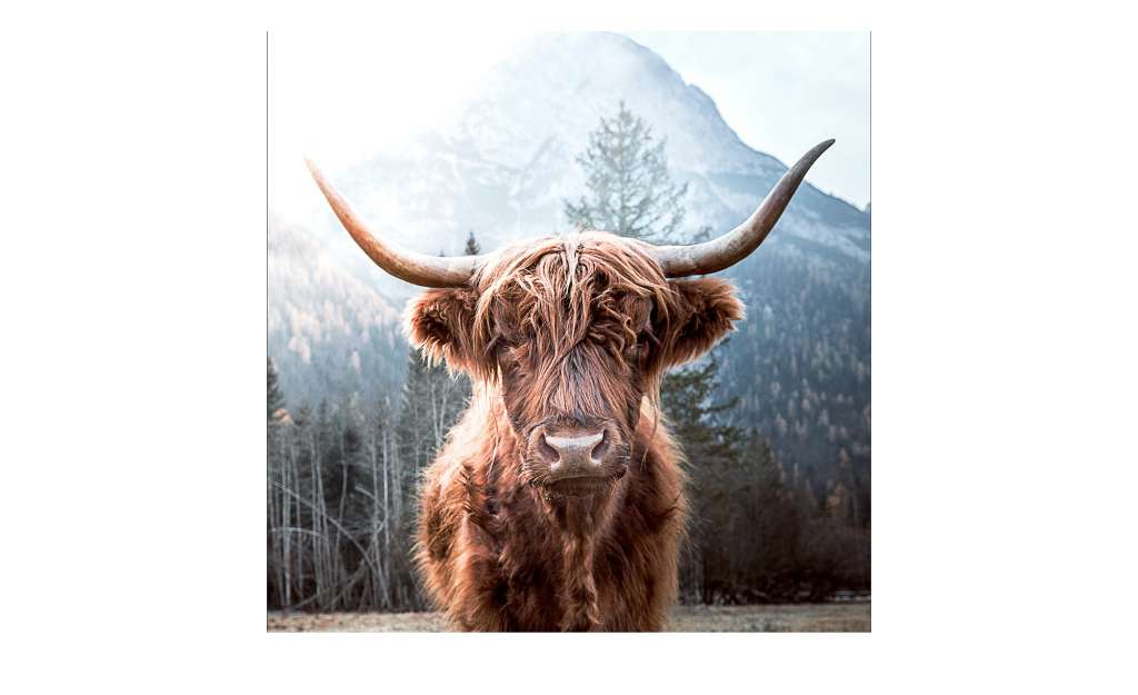 Glasbild 50x50 cm  Highland cattle Dekoration > Bilder & Schilder - Höffner