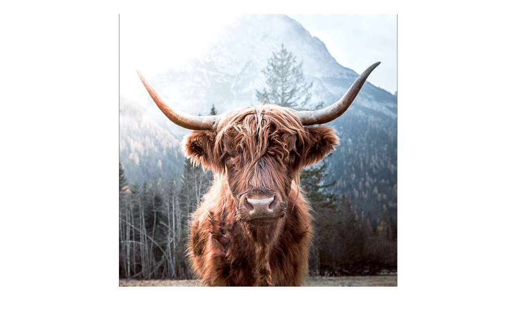 Glasbild 20x20 cm  Highland cattle Dekoration > Bilder & Schilder - Höffner