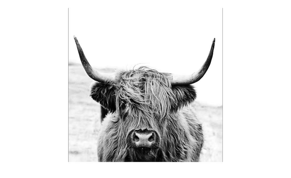 Glasbild 50x50 cm  Scott.Highland Cattle ll Dekoration > Bilder & Schilder - Höffner