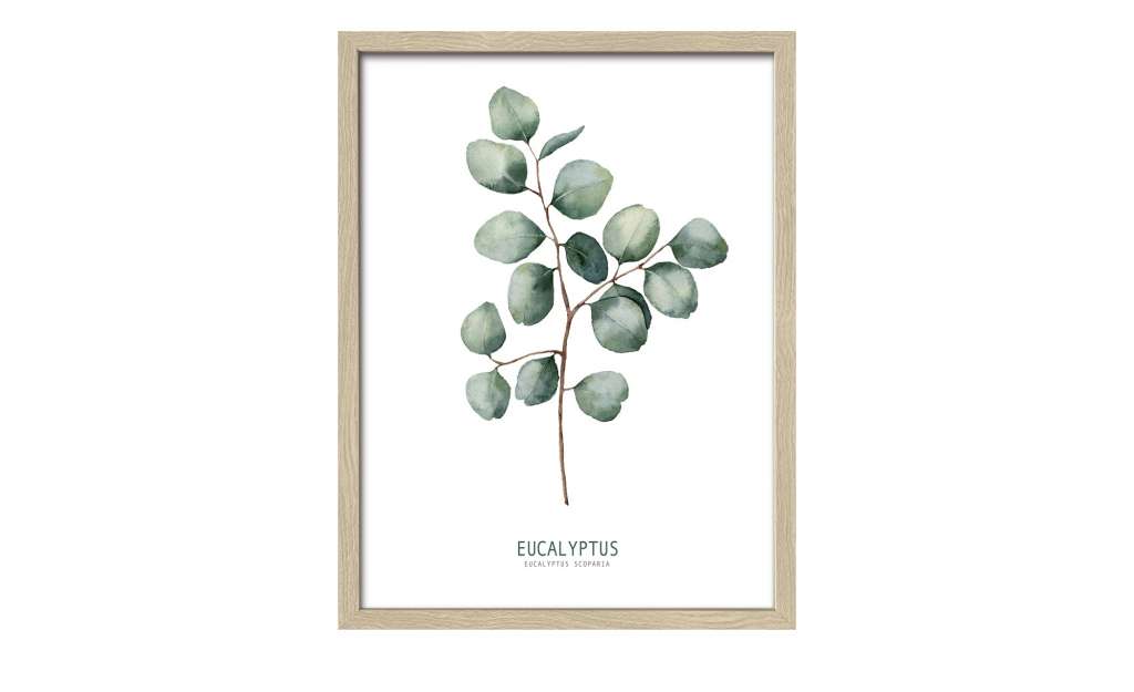 Gerahmtes Bild Scandic  Different Eucalyptus Branches II Dekoration > Bilder & Schilder - Höffner