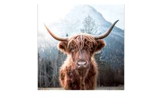 Glasbild 30x30 cm  Highland cattle Dekoration > Bilder & Schilder - Höffner