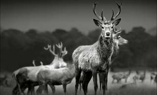 Kunstleinwand 80x60 cm  Herd Of Deer Dekoration > Bilder & Schilder - Höffner