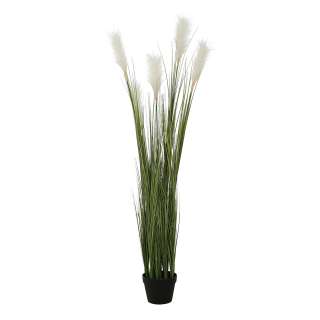 home24 Topfpflanze Pampas