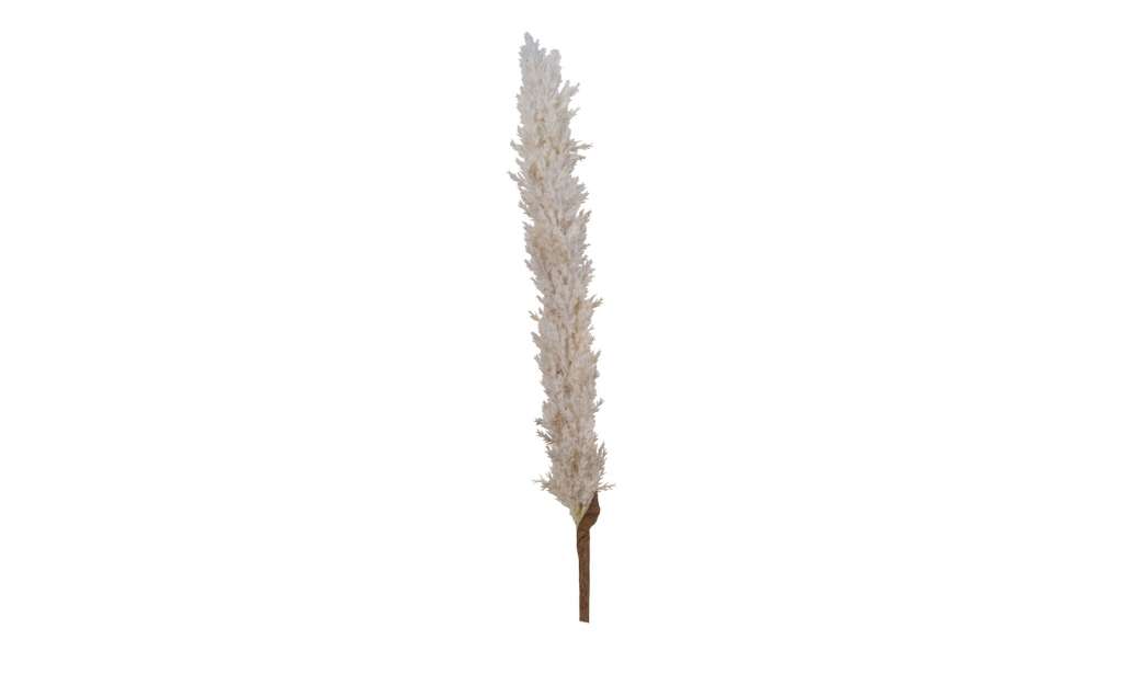 Pampaswedel ¦ creme ¦ Naturprodukte, KunststoffØ: 4 Dekoration > Kunstblumen - Höffner