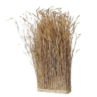 home24 Pflanze Saltus