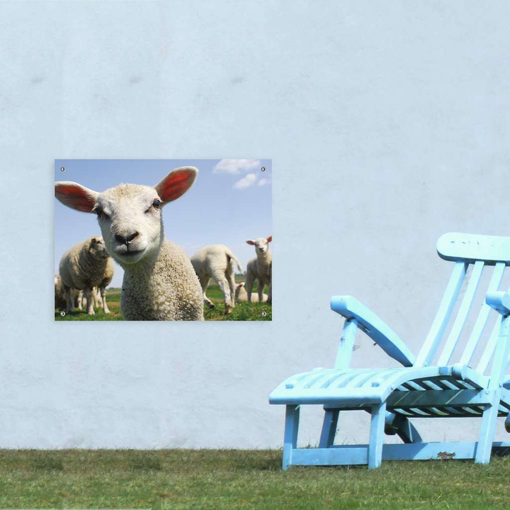 home24 Poster Lamm