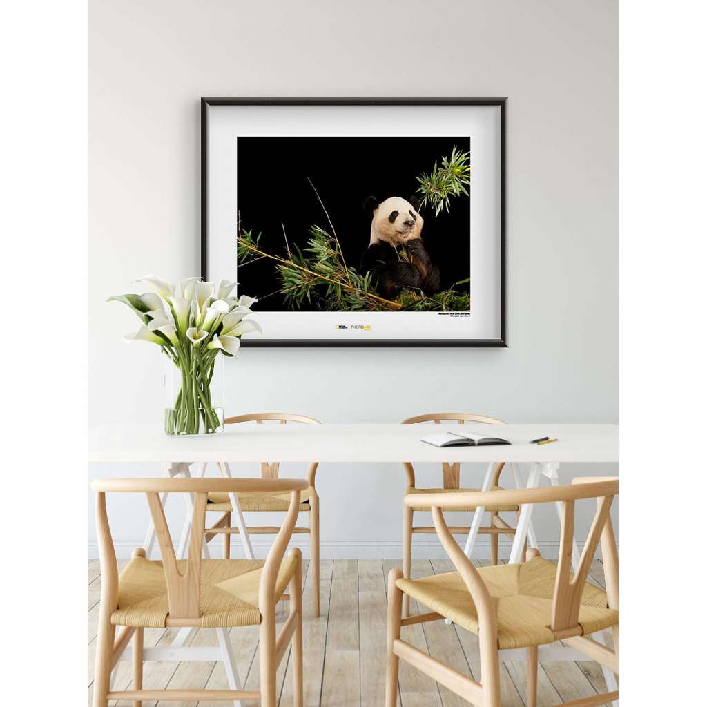 home24 Wandbild Giant Panda