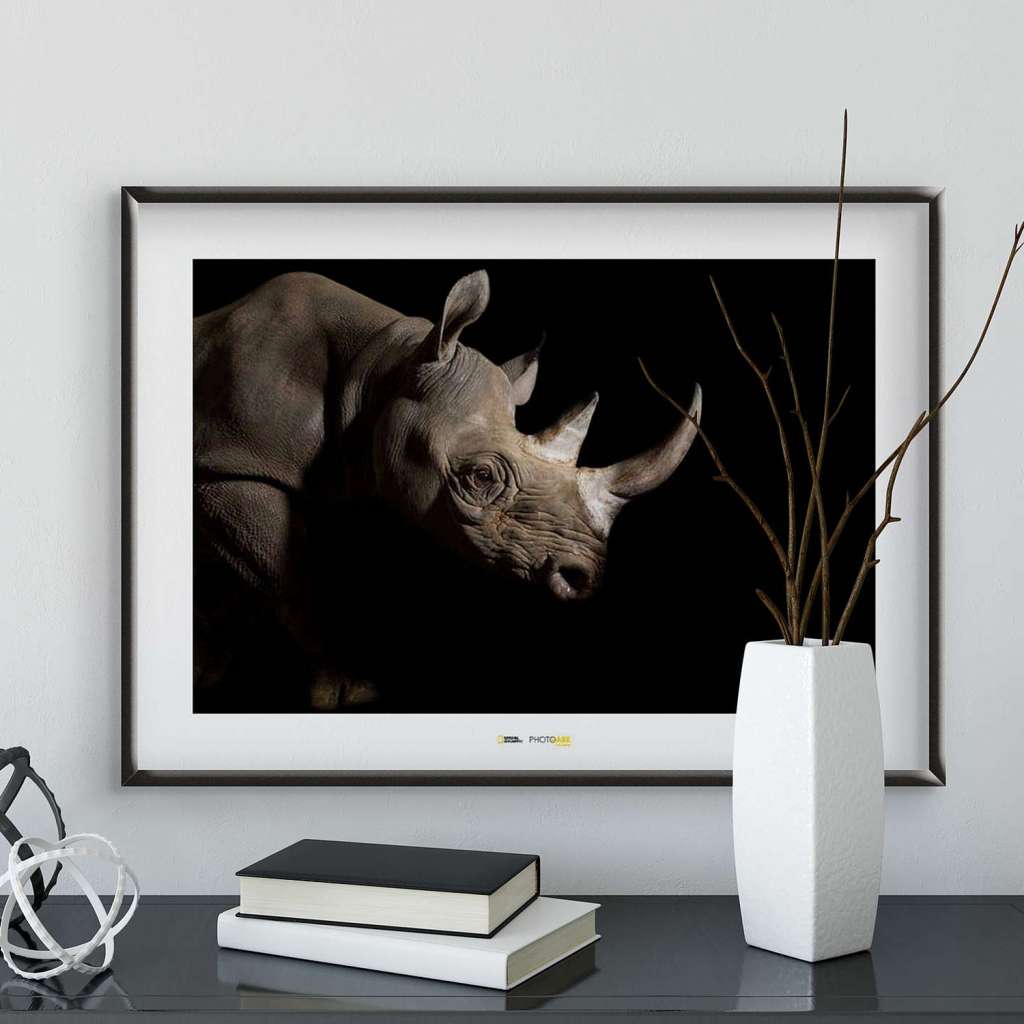 home24 Wandbild Black Rhinoceros