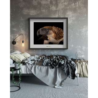 home24 Wandbild Philippine Eagle