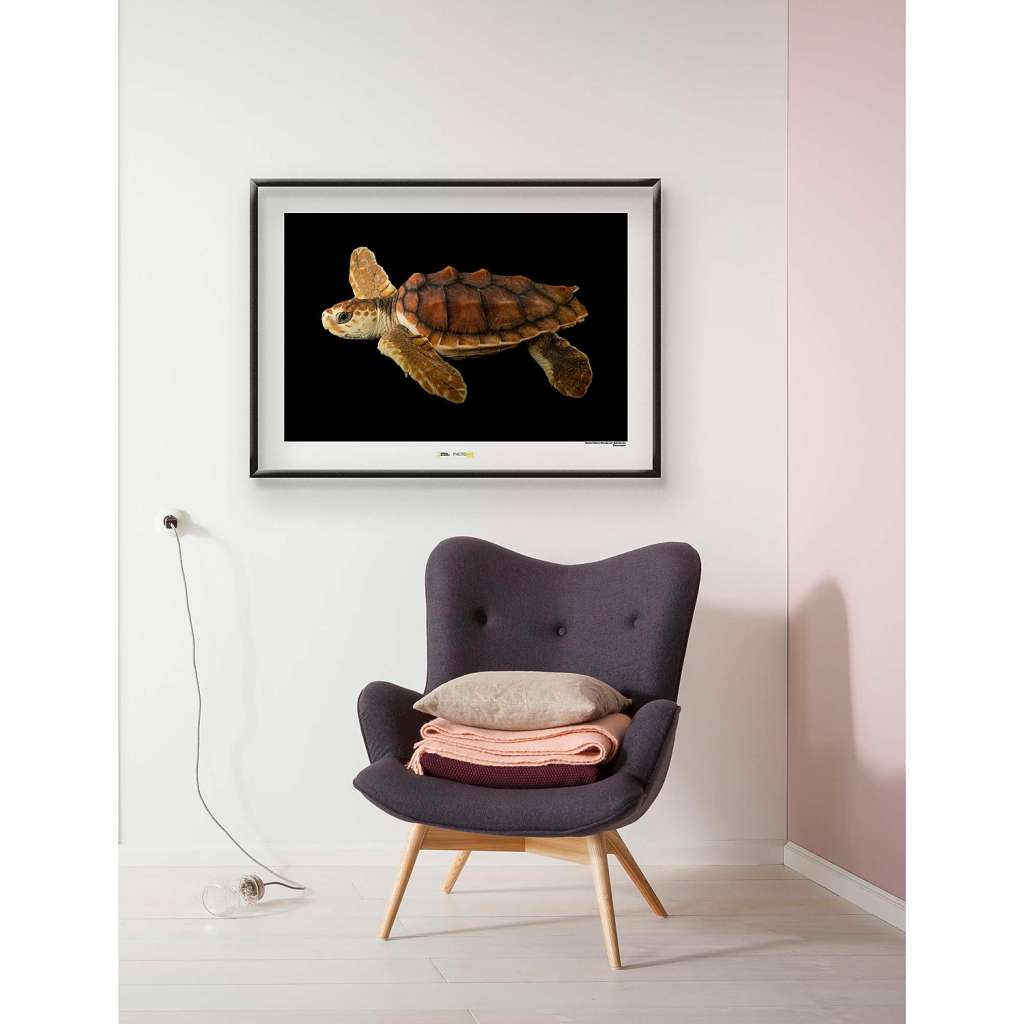 home24 Wandbild Loggerhead Sea Turtle