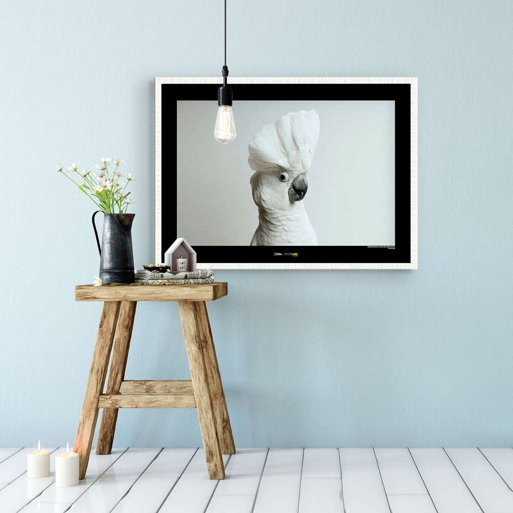 home24 Wandbild White Cockatoo