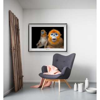 home24 Wandbild Golden Snub-nosed Monkey