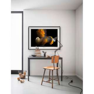 home24 Wandbild St. Vincent Parrot