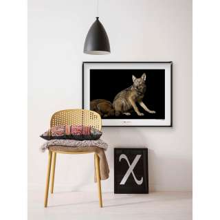 home24 Wandbild Red Wolf