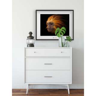 home24 Wandbild Golden-headed Lion Tamarin