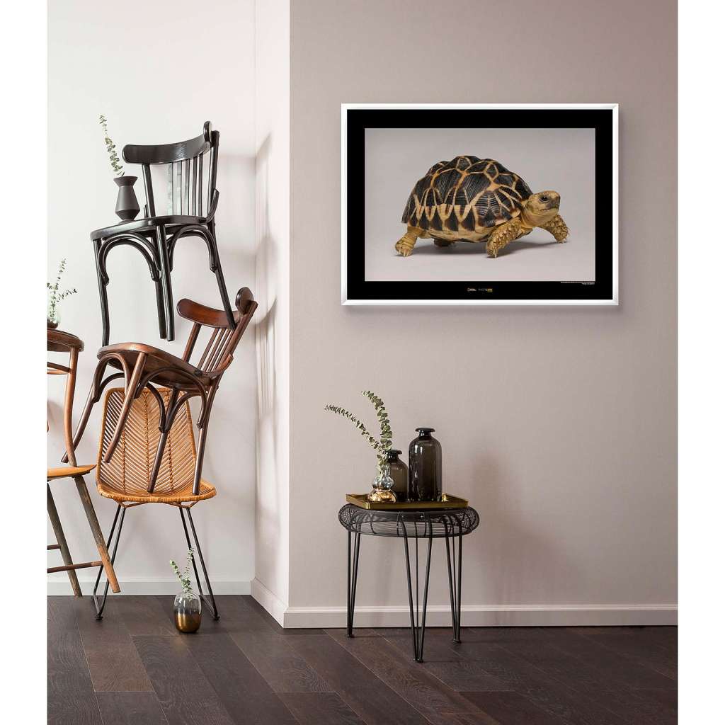 home24 Wandbild Burmese Star Tortoise