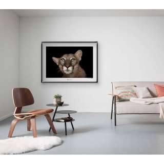 home24 Wandbild Florida Panther Portrait