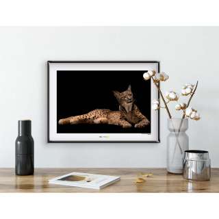 home24 Wandbild Iberian Lynx