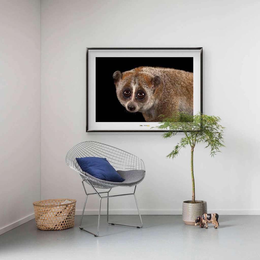 home24 Wandbild Bengal Slow Loris