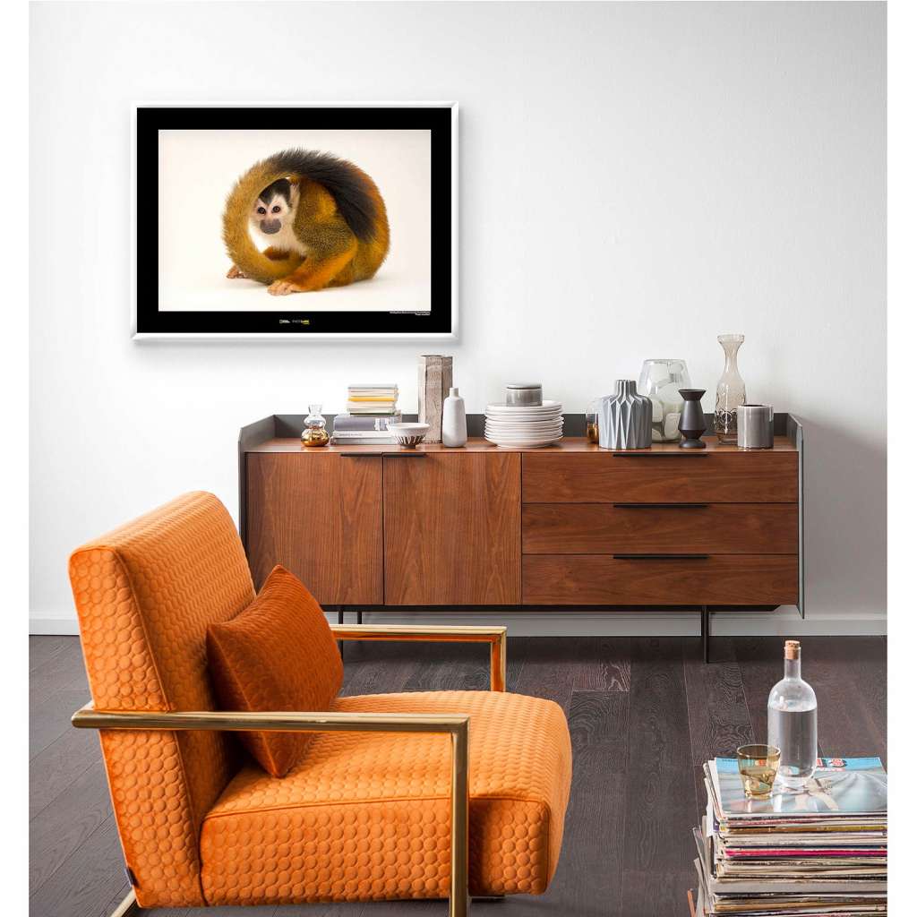 home24 Wandbild Central American Monkey