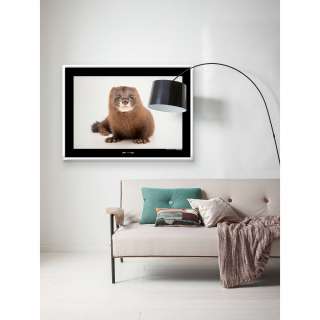 home24 Wandbild European Mink