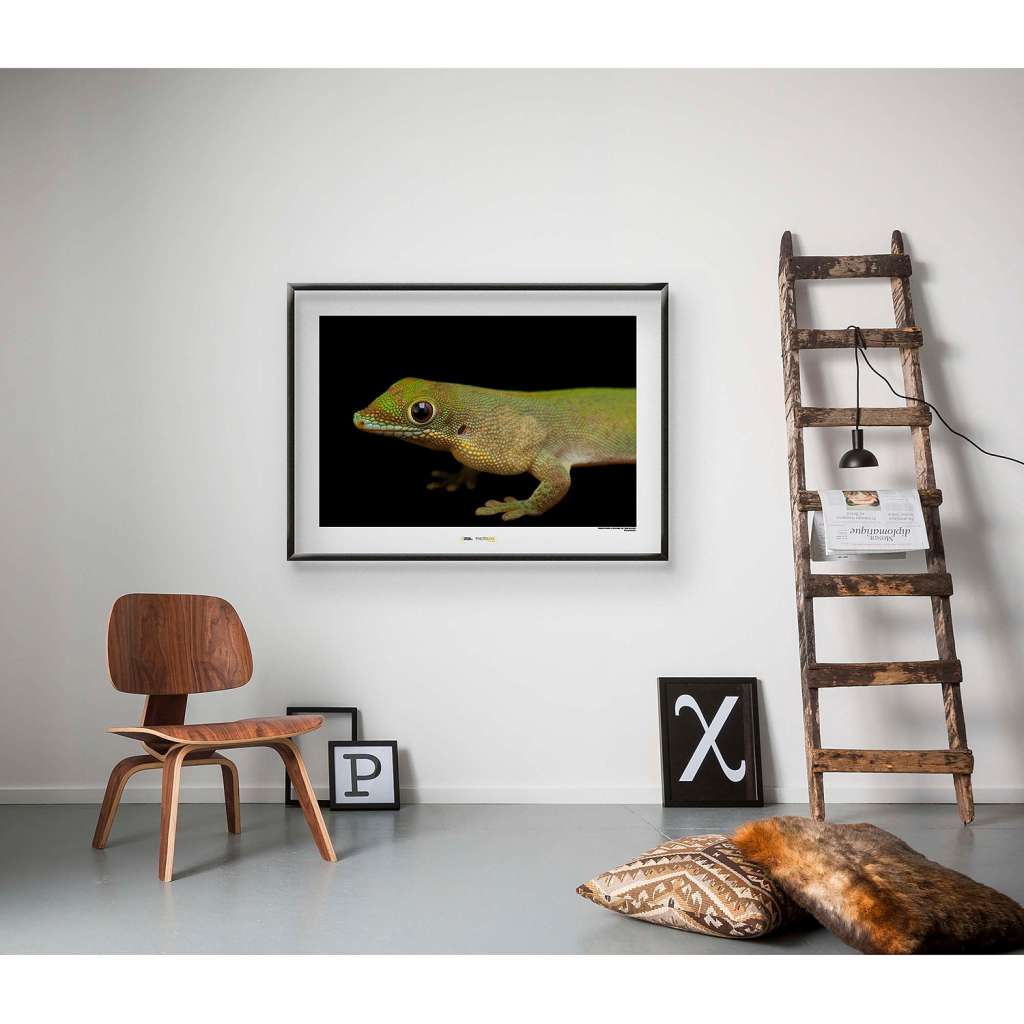 home24 Wandbild Flat-tailed Day Gecko