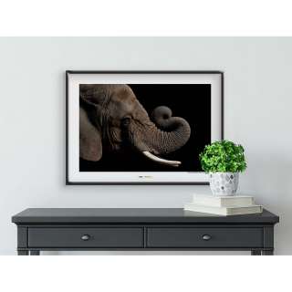 home24 Wandbild African Elephant