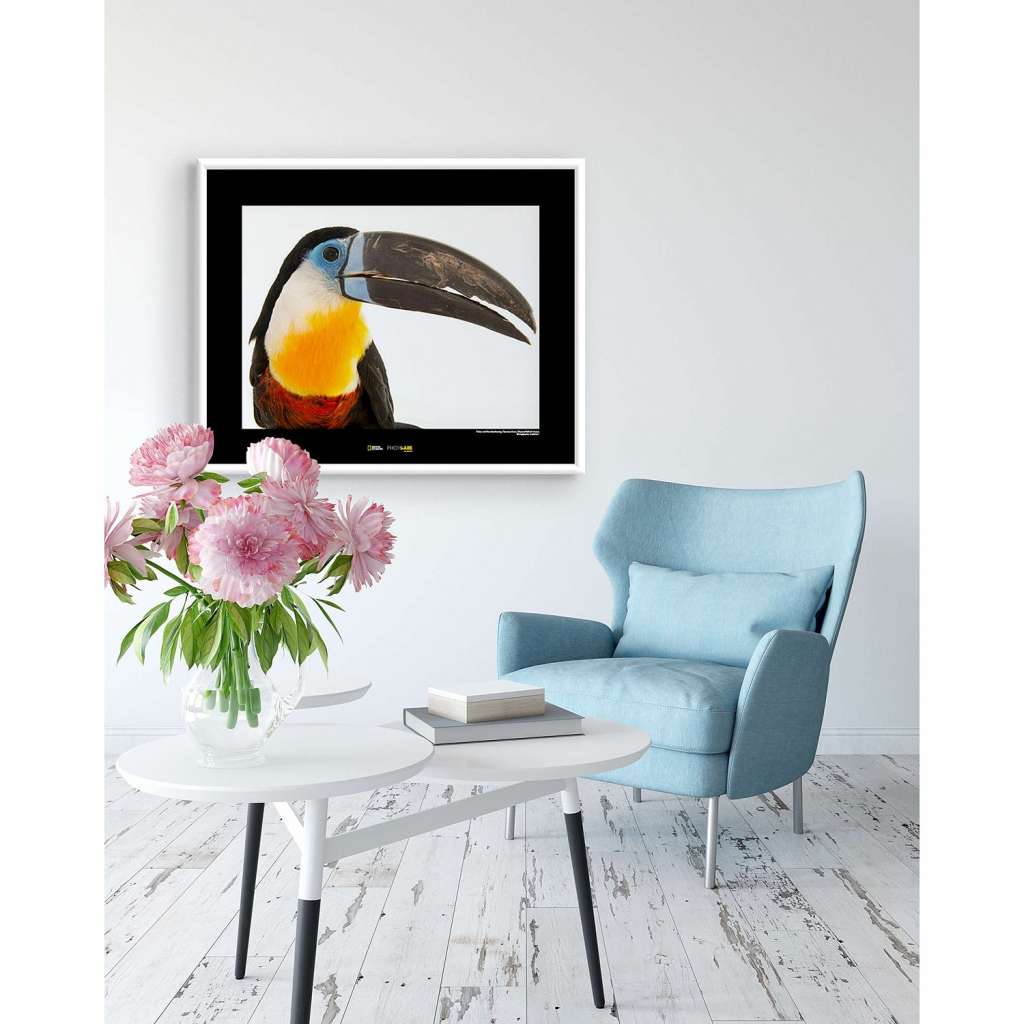 home24 Wandbild Channel-billed Toucan