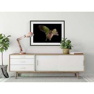 home24 Wandbild Imperial Parrot