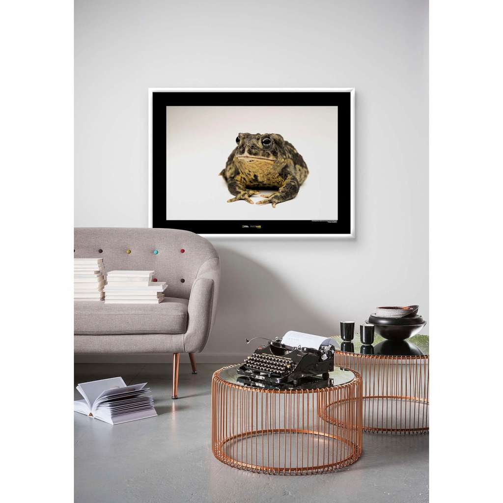 home24 Wandbild Wyoming Toad