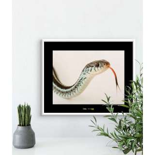 home24 Wandbild Bluestripe Garter Snake