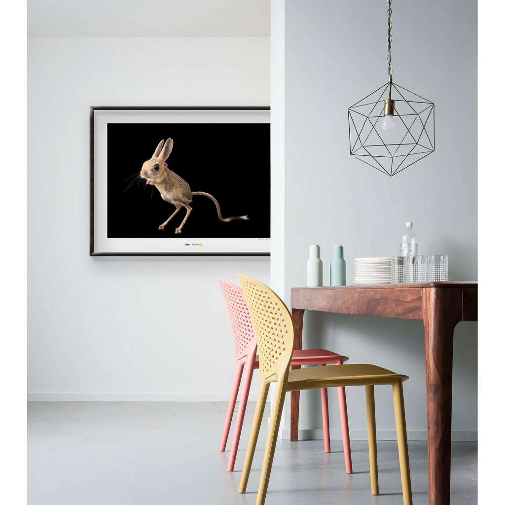 home24 Wandbild Four-toed Jerboa
