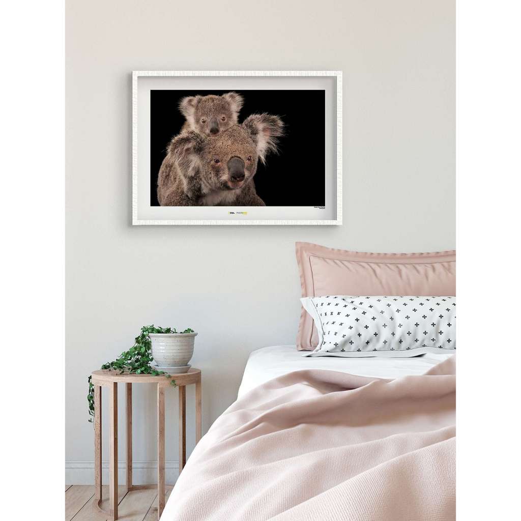 home24 Wandbild Koala Bear