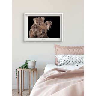 home24 Wandbild Koala Bear