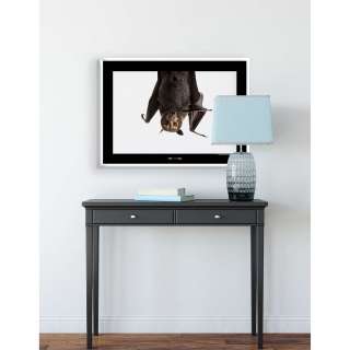home24 Wandbild Spectacled Flying Fox