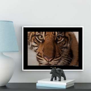 home24 Wandbild Sumatran Tiger Portrait