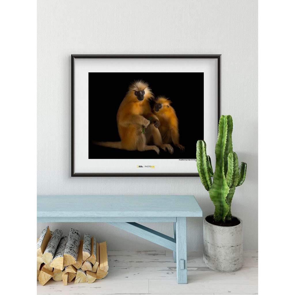 home24 Wandbild Gee?s Golden Langur