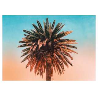 home24 Wandbild Palm Tree