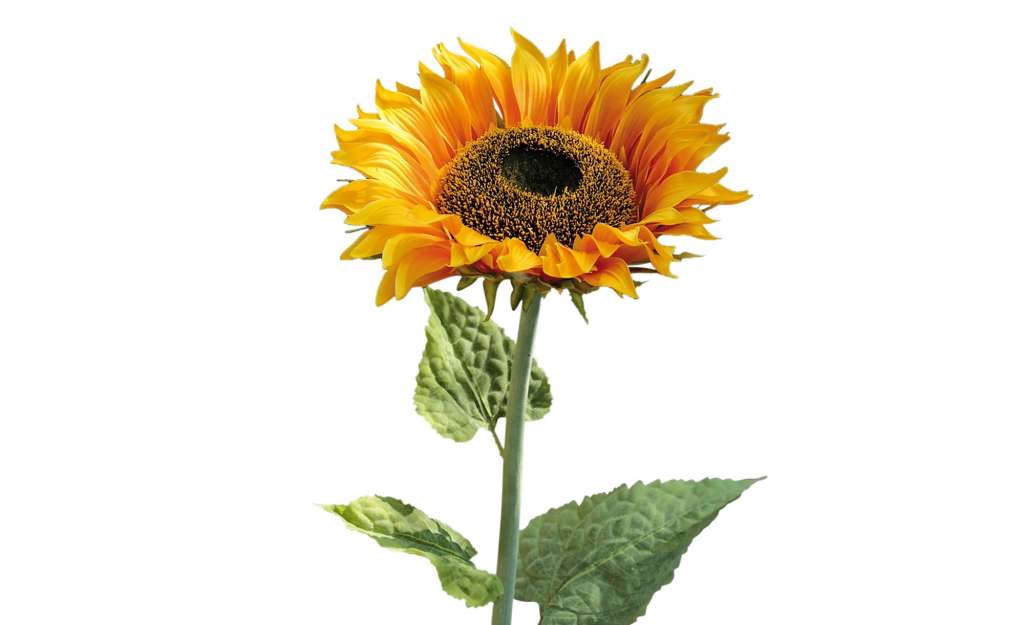 Sonnenblume ¦ gelb ¦ Kunststoff, Metall Dekoration > Kunstblumen - Höffner