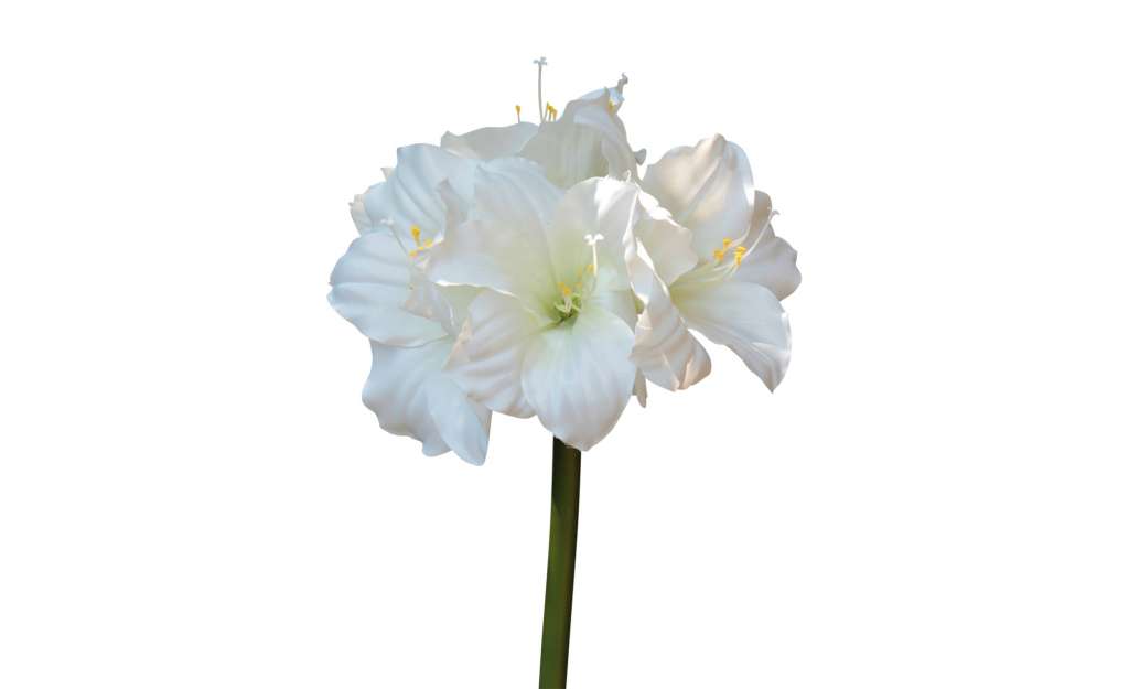 Amaryllis ¦ weiß ¦ Kunststoff Dekoration > Kunstblumen - Höffner