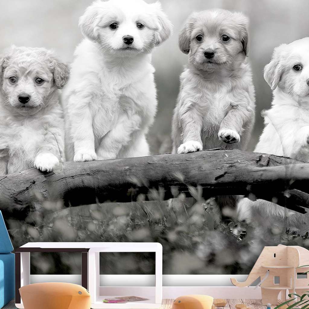 home24 Vlies Fototapete Four Puppies