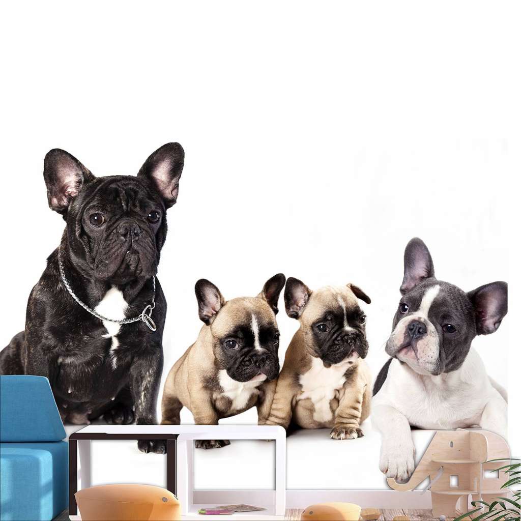 home24 Vlies Fototapete French Dogs