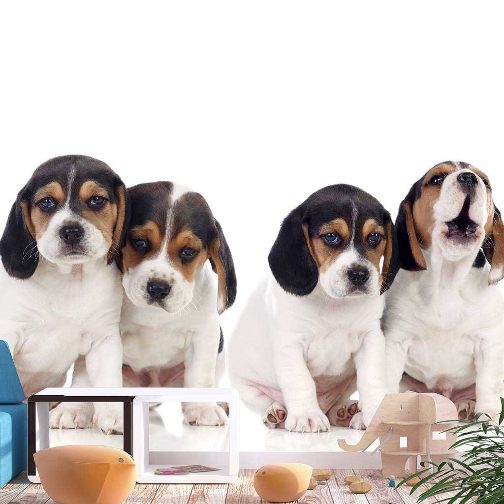 home24 Vlies Fototapete Sad Puppies
